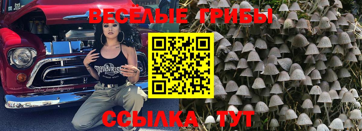 Псилоцибиновые грибы Cubensis Курчатов